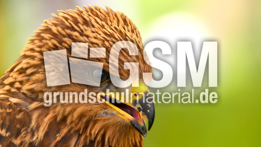 Schwarzmilan (7).jpg